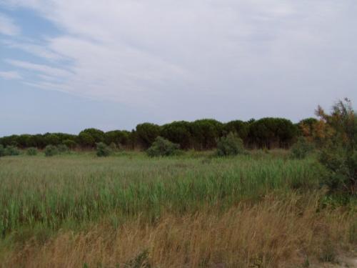 La fine della laguna